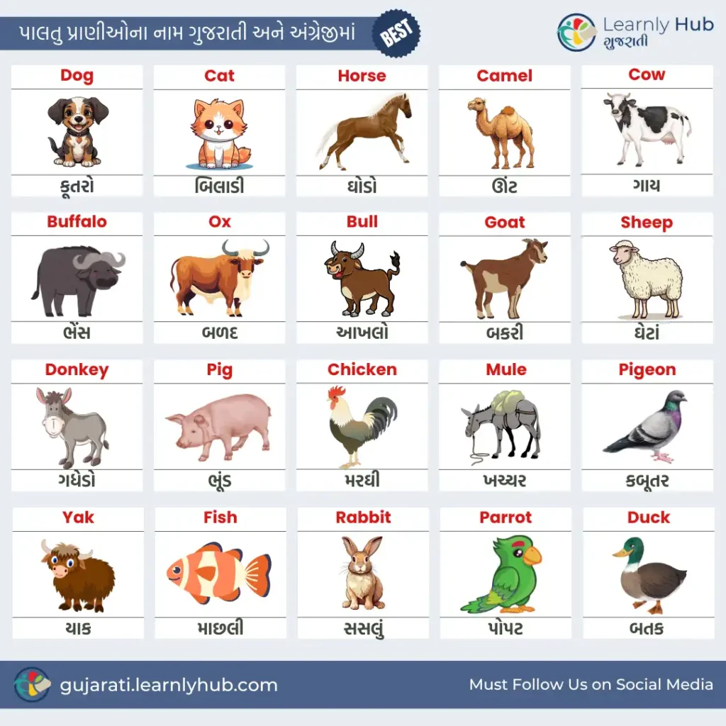 domestic animals name in gujarati and english with pictures- પાલતુ પ્રાણીઓ ના નામ ગુજરાતી અને અંગ્રેજીમાં